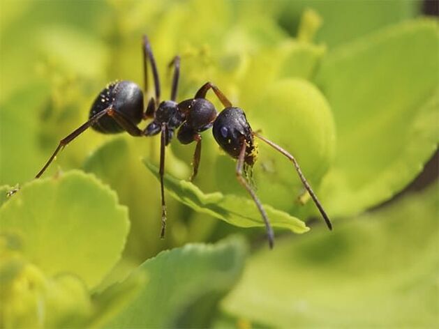 fourmis contre la prostatite