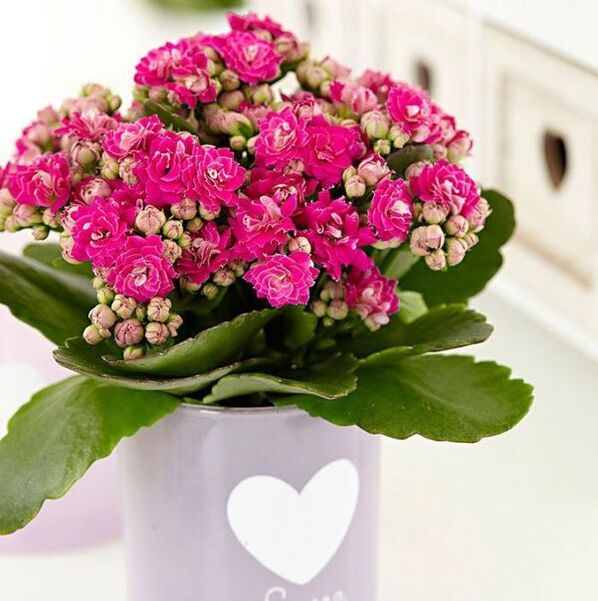 Kalanchoe pour le traitement de la prostatite