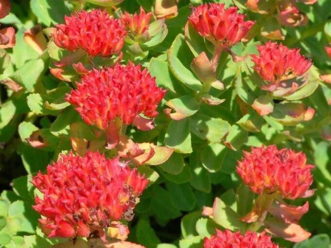 Rhodiola rosea pour le traitement de la prostatite
